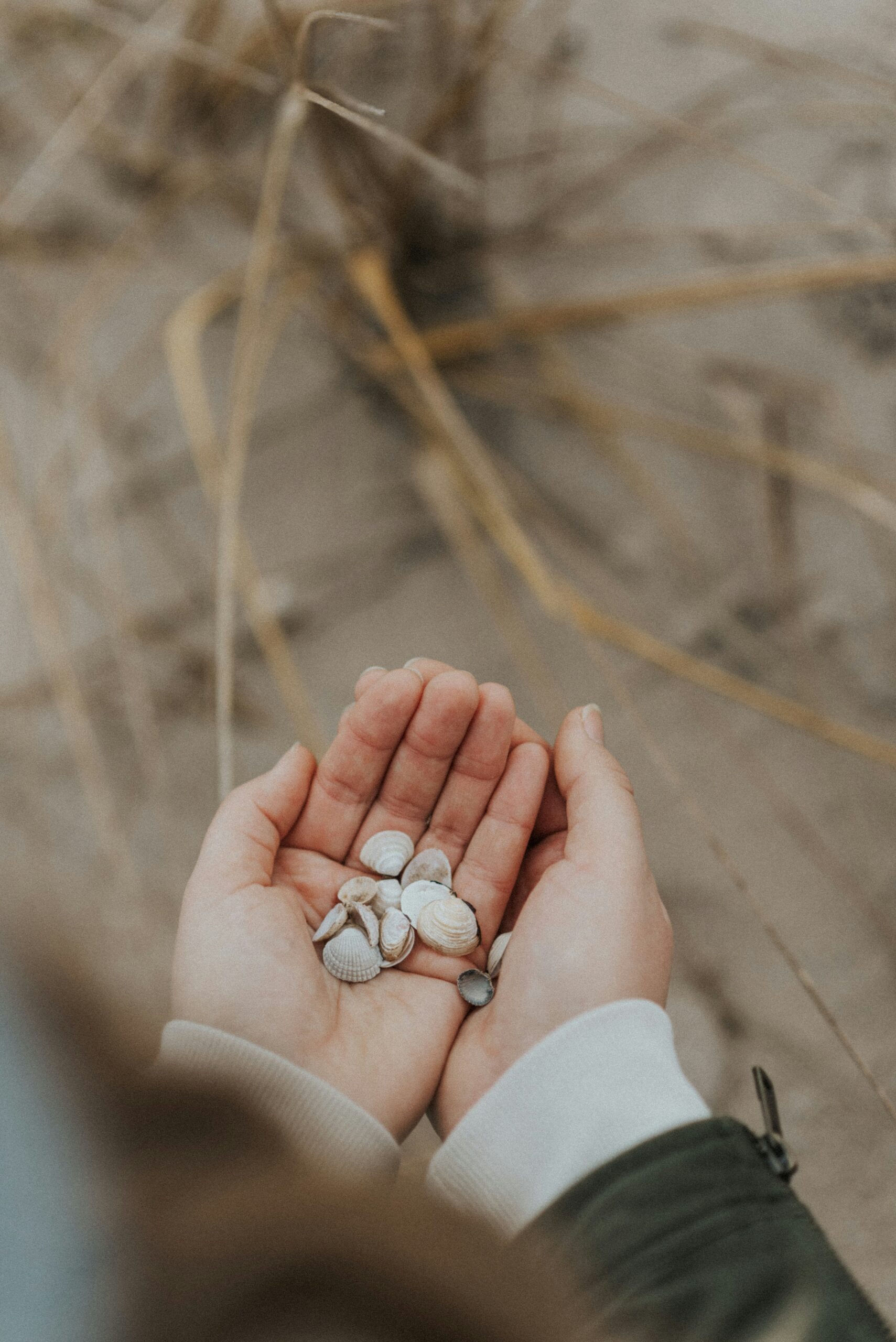 Hands holding a bunch of small seashells
